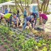 Prominent vertreten: Gärtner aus den Haßfurter Betrieben „Ideengärtnerei Roland Roth“ und „Gartenbau Werner Pudell“ sowie aus der „Gärtnerei Dietmar Hofmann“ aus Kirchaich haben in Alzenau Sommerblumen gepflanzt, die zur Landesgartenschau 2015 blühen.