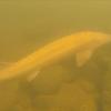 (gab)   Ein seltener Fisch ist Main-Post-Leser Michael Schinzel in der Sinn vor die Kamera geschwommen: ein Albino-Stör. Die Aufnahmen hat mit einer GoPro-Filmkamera unter Wasser gemacht und Bilder aus dem Film herauskopiert.