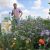 Blütenmeer: Gelbe Ringeblume, blaue Phacelia und roter Mohn blühen am Rand eines Rübenackers an der B 13 zwischen Ochsenfurt und Oberickelsheim. Mit dem Programm wirbt die Südzucker AG auch für den Anbau von Zuckerrüben.