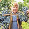 Vorliebe für Internationales: Winzer Fritz Keller mit „Merlot“-Reben im baden-württembergischen Weinbaugebiet Kaiserstuhl.