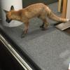 Ob der Fuchs am Samstag in der Buchhandlung "Neuer Weg" in Würzburg da gerade nach etwas zum Schmökern gesucht hat?