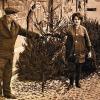 Das Wichtigste zum Fest: Weihnachtsbäume konnte man am Königshöfer Marktplatz kaufen. Hans Eschenbach, Angestellter der Stadt, hatte verschiedene Größen parat.FOTO: Archiv Hanns Friedrich
