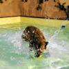 Rein ins Vergnügen: Im neuen Hundeschwimmbad in Ochsenfurt dürfen sich die Vierbeiner nach Herzenslust austoben.
