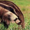 Ameisenbär im brasilianischen Pantanal. Ameisenbär im brasilianischen Pantanal.