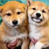 Auch diese beiden Vertreter der japanischen Hunderasse Shiba Inu sind noch nicht über den Berg.