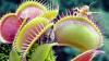 (lby)   Die Venusfliegenfalle (Dionaea muscipula) kann anscheinend zählen. Denn die fleischfressende Pflanze lässt ihre Falle erst zuschnappen, wenn Beutetiere ihre Sinneshaare mindestens zweimal berührt haben und setzt erst ab Berührung Nummer fünf den Verdauungsprozess in Gang. Das berichten Forscher der Universität Würzburg in der Fachzeitschrift „Current Biology“. „Ein einzelnes Signal löst noch keine Reaktion aus – es könnte sich ja um einen Fehlalarm handeln“, sagte Biophysiker Rainer Hedrich. Bei zwei Berührungen innerhalb von einer halben Minute aber klappt die Pflanze ihre tellerförmigen Fallen blitzartig zu. Die Venusfliegenfalle könne sich über einen gewissen Zeitraum bis zu 100 Berührungen merken und diese auch addieren. Das hilft ihr, Kosten und Nutzen der Jagd auszubalancieren. Die Venusfliegenfalle ist die Landpflanze mit der schnellsten Bewegung.