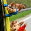 Flughörnchen: Szene aus „Alvin und die Chipmunks“.