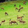 Nein, dies ist kein Wildpark. Zu sehen ist ein großes Rotwildrudel auf einer Wiese bei Burgjoss im Bereich des hessischen Forstamtes Jossgrund. Der Bund für Umwelt- und Naturschutz in Deutschland (BUND) spricht von katastrophalen Verbiss- und Schälschäden und von skandalösen Zuständen. Der Landesbetrieb Hessenforst gesteht Versäumnisse ein.