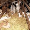 600 Ziegen setzt Schäfer Weckbach in der Landschafspflege rund um Hammelburg ein. Im Winter sind die Tiere im Stall in Greßthal.