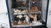 Tierquälerei: In diesem Transporter fand die Polizei 174 Hunde, dazu 50 Zebrafinken und 20 Schildkröten.