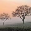 Ein leichter Nebel am frühen Morgen sorgte für dieses pastellartige Lichtspiel, das unser Fotograf mit der Kamera einfing und uns ein Gedicht von Hermann Hesse in Erinnerung ruft: „Seltsam, im Nebel zu wandern! Einsam ist jeder Busch und Stein, kein Baum sieht den andern, jeder ist allein.  . . .  Seltsam, im Nebel zu wandern! Leben ist Einsamsein. Kein Mensch kennt den andern, jeder ist allein.“