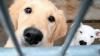 Müssen abwarten: Zwei der Welpen aus einem illegalen Tiertransport im Tierheim in Schwebheim.