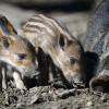 Das Wildgehege Schollbrunn ist gerade für Familien mit kleineren Kindern ein Muss.