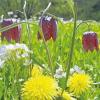 Die Schachbrettblume, ein Liliengewächs, hat sich rar gemacht auf den Wiesen. Auf den Feuchtwiesen bei Obersinn blüht die selten gewordene Pflanze jedoch noch üppig.