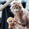 Nachwuchs in der Stuttgarter Wilhelma: Ein Haubenlanguren-Baby, das Ende Februar auf die Welt kam.