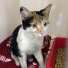Diese Katze aus Rottenbauer fuhr 60 Kilometer im Motorraum eines Autos mit, ehe sie gerettet wurde. Diese Katze aus Rottenbauer fuhr 60 Kilometer im Motorraum eines Autos mit, ehe sie gerettet wurde.