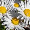 Tropfen auf weißem Grund: Gänseblümchen im Garten.