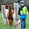 Flauschige Begleiter: die Alpakas der Familie Hock-Willms unterwegs mit Marian (vorne) und Luka.
