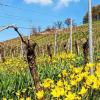 Eine botanische Rarität sind die wilden Weinbergstulpen, die als gelber Frühlingsbote in den Weinbergen rund um Castell (Lkr. Kitzingen) ihre Schönheit entfalten. 2010 wurde in Castell diese Aktion für den Artenschutz gestartet. Das Ziel: besonders bedrohte Arten in ihren Beständen zu stabilisieren.