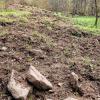Spur der Verwüstung: Wildschweinschäden im Haseltal.