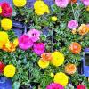 Bunt – wie in den vergangenen Jahren – wird es wieder auf dem „Rödelseer Frühling“, einem Treffpunkt für Blumenliebhaber und Gartenfreunde. Weit über 100 Aussteller präsentieren am Samstag und am Sonntag, 23. und 24. April, ihre Ware.
