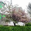 Ein ungewöhnliches Farbenspiel kann man auf dem Baum vor dem Gebäude der Sennfelder Mittelschule bewundern: Links sind weiße und rechts rosa Blüten zu sehen. Bei dem Baum handelt es sich um eine japanische Kirsche, die Bauhofleiter Reiner Thein mit einer Wildkirschunterlage veredelt hat. Die rosaroten Blüten stammen vom ursprünglichen japanischen Kirschbaum, und die weißen Blüten sind der Austrieb von der Veredelungsunterlage.