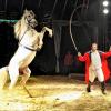 Der Circus Carelli gastiert vom 13. bis 16. Mai in Tauberbischofsheim an der Wertheimer Straße. Zu den Attraktionen gehört die Pferdenummer von Franz Spindler.