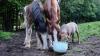 Die Geschmäcker sind gar nicht so verschieden: Schaf Shawni mag das Müsli ausgesprochen gerne, das für die Kilianshöfer Shirehorse-Herde eigens zubereitet wird.