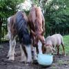 Die Geschmäcker sind gar nicht so verschieden: Schaf Shawni mag das Müsli ausgesprochen gerne, das für die Kilianshöfer Shirehorse-Herde eigens zubereitet wird.