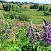 (top)   Nun blühen sie wieder in großer Zahl und bedrohen die Rhöner Bergwiesen: die Lupinen. Mit der Blüte starten auch heuer Aktionen zur Bekämpfung der ungeliebten Pflanze in der Rhön. So will auch der Rhönklub wieder auf der Langen Rhön Lupinen mähen, um zum Erhalt der Wiesen mit beizutragen. Dazu sind interessierte Helfer am Samstag, 25. Juni, und Freitag, 1. Juli, eingeladen. Die Vegetationsentwicklung in diesem Jahr ist etwas verzögert, sodass die Teilnehmer, mit Sensen ausgestattet, noch vor Entwicklung der Samenreife die weitere Ausbreitung der „blauen Schönheit“ auf den Rhönwiesen verhindern können. Die „Sensenteams“ der einzelnen Zweigvereine können sich beim Gebietsbetreuer der Wildland-Stiftung Bayern, Torsten Kirchner,  (09 31) 380 16 69 oder (01 75) 8 46 28 49, E-Mail: torsten.kirchner@reg-ufr.bayern.de anmelden. Wer unabhängig davon beim Mähen helfen möchte, soll sich am 25 Juni und 1. Juli um 9 Uhr auf dem Parkplatz Schornhecke mit Handsense einfinden.