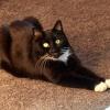 (mey)   Die Katze Lucy, acht Jahre alt, wird vermisst. In der Nacht auf Freitag vergangener Woche ist sie aus ihrem Zuhause in der Flugplatzstraße in Etwashausen entlaufen, erzählt ihre Besitzerin Nicole Weißenberger. Lucy ist schwarz mit weißen Pfoten und weißem Hals und Bauch. Die Katze hat auf der rechten Seite von Maul zum Hals einen markanten weißen Streifen. Der Stubentiger ist weder tätowiert noch gechipt. Wer Lucy findet oder gesehen hat, kann sich bei Weißenberger unter  (01 72) 71 84 48 9 melden.