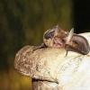 Die kleine Fledermaus ließ sich durchaus anmerken, dass sie die Störung nicht schätzte.
