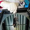 In einem Labor wird eine Maus für einen Tierversuch vorbereitet.