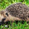 Ein Igel sorgte in Eltingshausen für einen Polizeieinsatz.