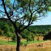 Natur pur: Die Landschaft rund um die Altenburg ist Rückzugsraum für seltene Tier- und Pflanzenarten.