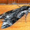 Einen in unseren Breitengraden eher seltenen Windenschwärmer hatten jetzt Berno und Rosina Luciow in Oberschwarzach zu Besuch. Der Gast machte es sich am Balken unter der Holzdecke ihres Freisitzes am Durchgang zu ihrem kleinen Gartenparadies gemütlich.