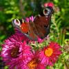 (lau)   Auf zahlreichen Blüten einer Aster sind derzeit mehrere schöne Schmetterlinge, wie das Tagpfauenauge zu beobachten. Die großen Augenflecke, die dem Pfauenauge seinen Namen gaben, nutzt der Schmetterling als Schutz gegen Fressfeinde, wir zum Beispiel Vögel. Bei Gefahr klappt er die Flügel ruckartig auseinander und zeigt seine Flügeloberseiten mit den Augen. Dem Fressfeind wird so vorgegaukelt, ein großes Tier blicke ihn an.