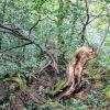 Der „Urwald“ Lösershag trägt seinen Namen zurecht.