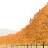 Bei Hochnebel hat es die Sonne schwer, die Wolken zu durchdringen. Die Baumallee bei Iphofen leuchtet trotzdem golden. Richtung Birklingen erstreckt sich diese wunderschöne Baumreihe, hier im zarten Gegenlicht der Herbstsonne.