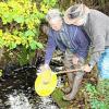 Michael Seitz und Gerhard Kaiser von den Drei-Franken-Fischern Geiselwind setzen Schmerlen in den Haselbach bei Rehweiler ein.