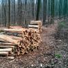 Brennholz (Symbolbild)