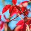 In einer Woche ist Winterbeginn – aus der Sicht der Meteorologen. Kalendarisch ist es erst in vier Wochen soweit. Wonach auch immer man sich richten mag oder kann, der Herbst mit seinem kräftigen Farben hat sich wirklich noch nicht verabschiedet. Vielmehr stimmt er uns mit kräftigen Rottönen auf den bevorstehenden Advent ein.