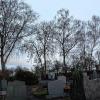 Die großen Birken im Duttenbrunner Friedhof sollen weg. Dafür stimmten die Besucher der Bürgerversammlung. Gründe sind Schäden an der Mauer und viel Laub auf den Gräbern.