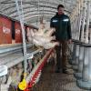 Öko-Landwirt Manuel Lehner aus Gülchsheim hält insgesamt 2200 Legehennen in zwei Mobilställen. Während die Vogelgrippe grassiert, dürfen sie nicht ins Freie. Besuchern ist der Zutritt nur sehr eingeschränkt und ausschließlich mit Überschuhen gestattet.