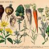 Feldfrüchte und Vegetabilien: Aus dem „Lehrbuch der praktischen Pflanzenkunde in Wort und Bild“ von 1886.S: GETTY IMAGES/ FOTOLIA