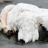 Um ein Symbolbild handelt es sich bei dieser Aufnahme eines toten Schwans. Im Landkreis Bad Kissingen ist vergangene Woche ebenfalls ein toter Schwan gefunden worden. Dessen Untersuchung bestätigte jetzt den Verdacht von Geflügelpest.