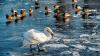 Vorsichtiges Watscheln auf dem Main: Enten und Schwäne brauchen keine dicken Winterstiefel. Sie können die Temperatur in ihren Füßen regeln, sagt der Deutsche Naturschutzbund.