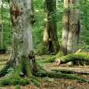 Nationalpark, Arbeitskreis Biotop- und Artenschutz, BN, LBV, Urwald, Spessart, Totholz