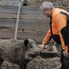 Ziemlich beste Freunde: Roland Ebert und Wildschwein Odin im Gehege des Wildparks Schollbrunn.