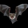 Die Bechstein-Fledermaus ist ebenfalls als schützenswert eingestuft bei Natura 2000.Thinkstock